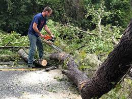 Reliable Park Center, CO  Tree Services Solutions