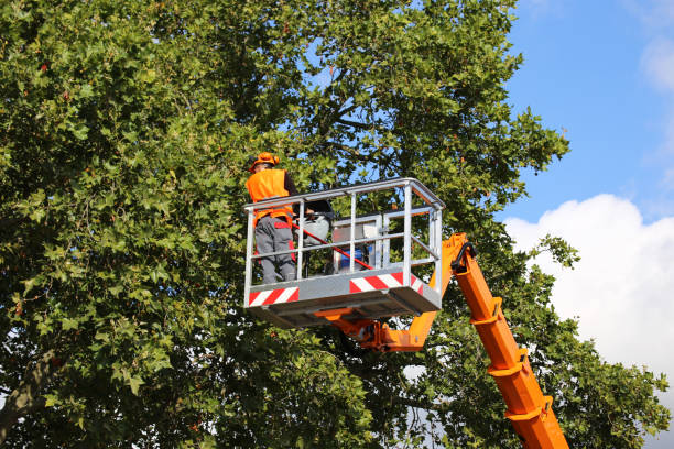 Best Root Management and Removal  in Park Center, CO