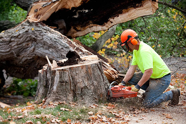 Why Choose Our Tree Removal Services in Park Center, CO?